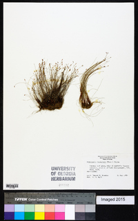 Eleocharis baldwinii image