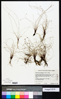 Eleocharis baldwinii image