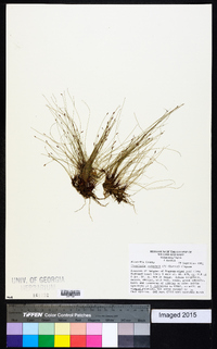 Eleocharis baldwinii image