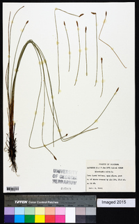 Eleocharis erythropoda image