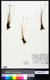 Eleocharis erythropoda image