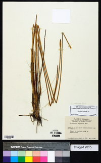 Eleocharis cellulosa image