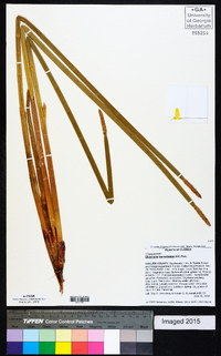 Eleocharis equisetoides image