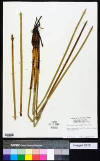 Eleocharis equisetoides image