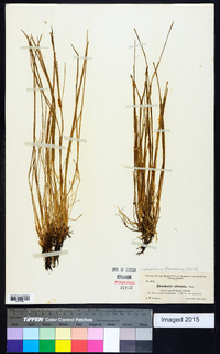 Eleocharis flavescens image