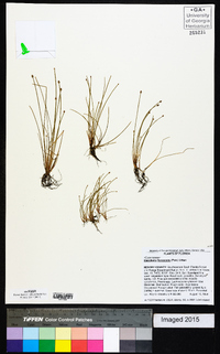 Eleocharis flavescens image