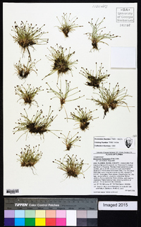 Eleocharis flavescens image