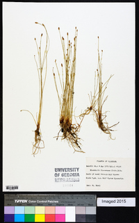 Eleocharis flavescens image