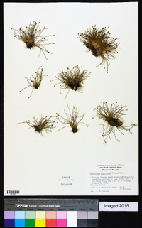 Eleocharis flavescens image