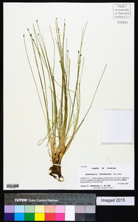 Eleocharis flavescens image