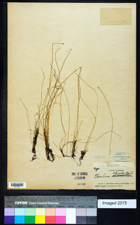 Eleocharis flavescens image