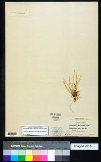 Eleocharis flavescens image