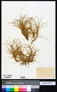 Eleocharis flavescens image