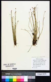 Eleocharis geniculata image