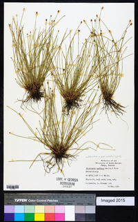 Eleocharis geniculata image