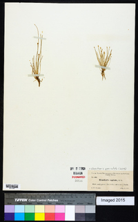 Eleocharis geniculata image