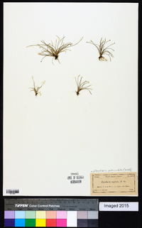 Eleocharis geniculata image