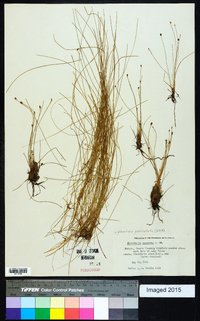 Eleocharis geniculata image