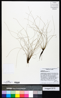 Eleocharis microcarpa image