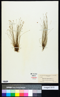 Eleocharis microcarpa image