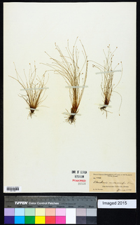 Eleocharis microcarpa image