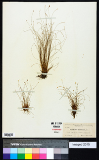 Eleocharis microcarpa image