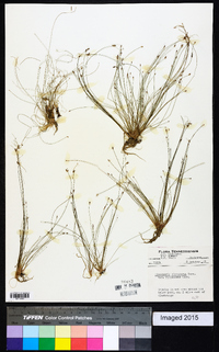 Eleocharis microcarpa image