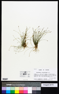 Eleocharis microcarpa image