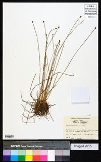 Eleocharis microcarpa image