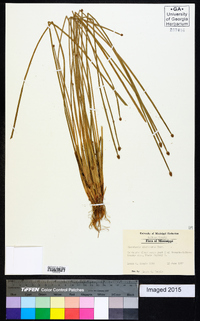 Eleocharis microcarpa image