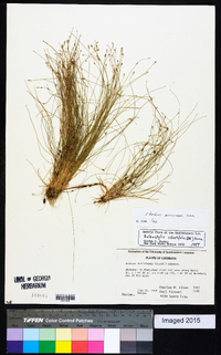 Eleocharis microcarpa image