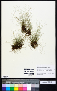 Eleocharis microcarpa image