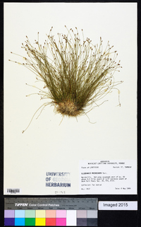 Eleocharis microcarpa image