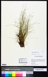 Eleocharis microcarpa image