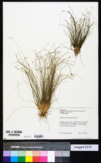 Eleocharis microcarpa image