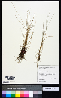 Eleocharis microcarpa image