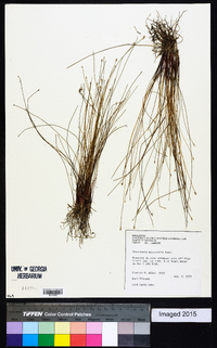 Eleocharis microcarpa image