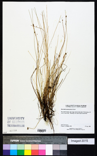 Eleocharis montevidensis image