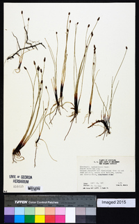 Eleocharis montevidensis image