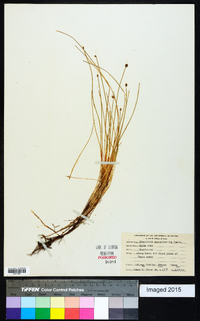 Eleocharis montevidensis image