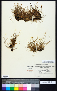 Eleocharis olivacea image