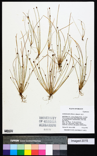 Eleocharis ovata image