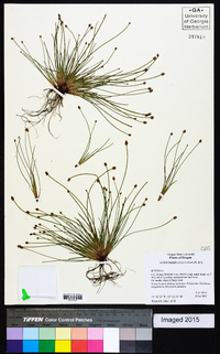 Eleocharis ovata image