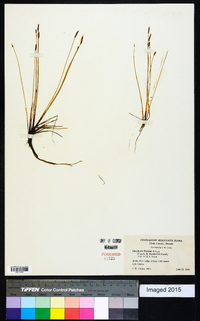 Eleocharis parishii image