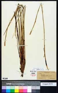 Eleocharis quadrangulata image