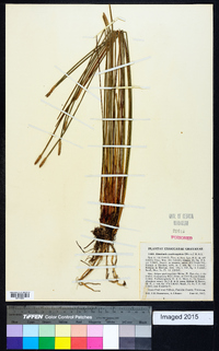 Eleocharis quadrangulata image