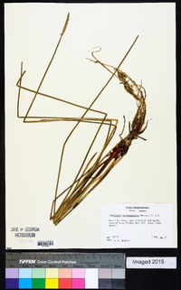 Eleocharis quadrangulata image