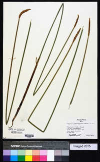 Eleocharis quadrangulata image