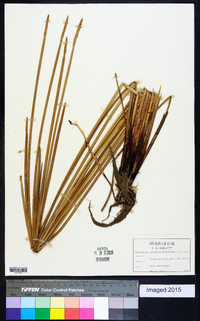 Eleocharis quadrangulata image