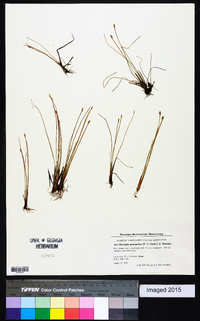 Eleocharis quinqueflora image